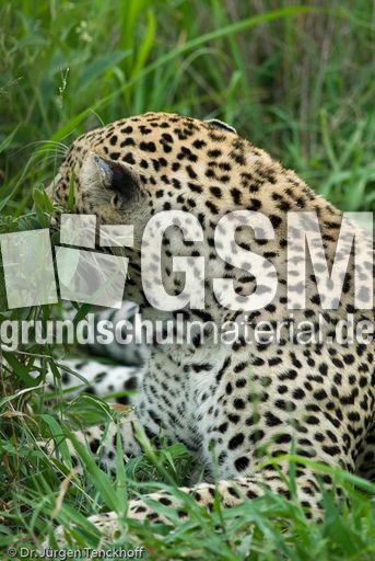 leopard (15 von 60).jpg